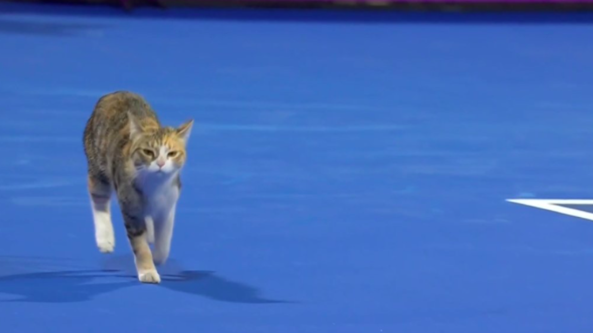 La gata de Doha vuelva a ser protagonista. Fuente: Getty